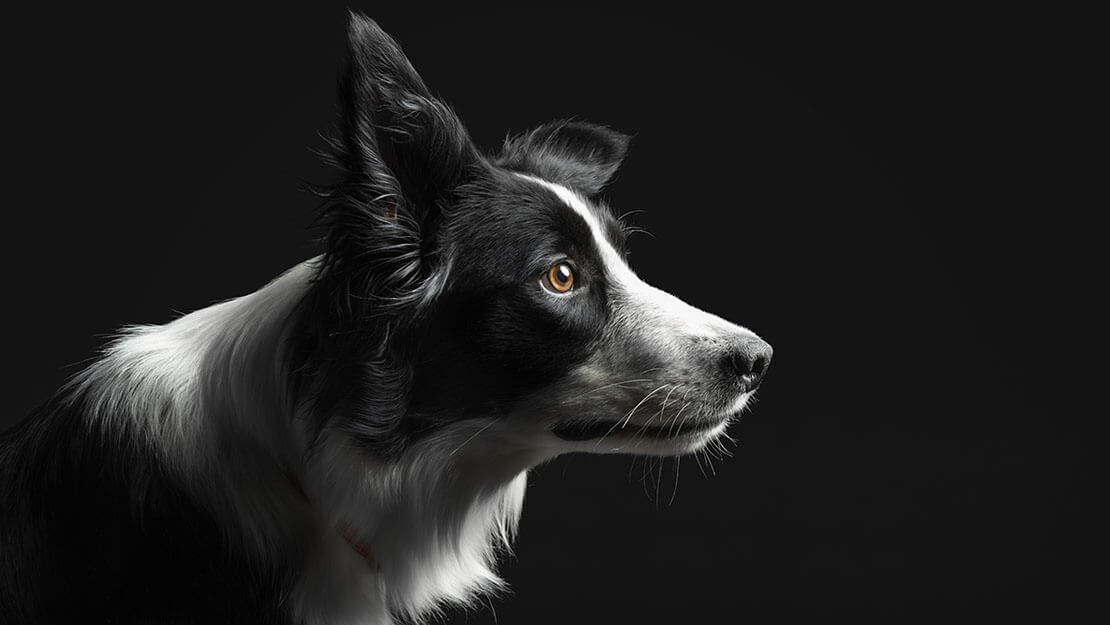 Purina